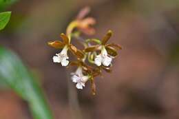 Слика од Prosthechea varicosa (Bateman ex Lindl.) W. E. Higgins