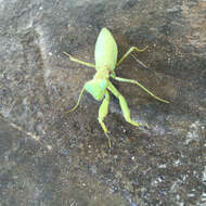 Image of Giant Asian Mantis