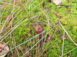 Image of Psilocybe fuscofulva Peck 1887