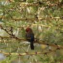 Image of Purple Grenadier