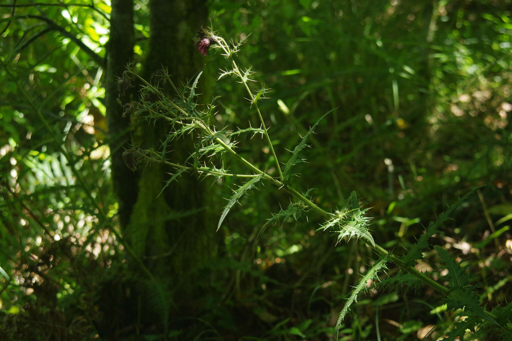 Cirsium suzukii的圖片