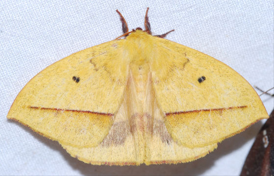 Image of <i>Ancistrota plagia</i> Hübner (1819)