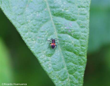 Eurylomata picturata (Blanchard 1852)的圖片