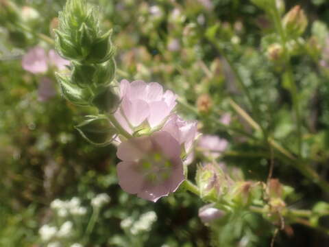 Image of Hickman's checkerbloom