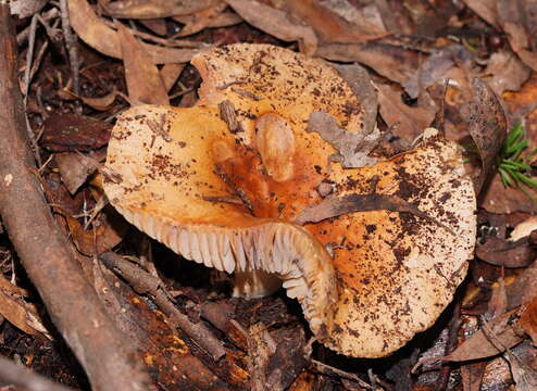 Image of Russula neerimea Grgur. 1997