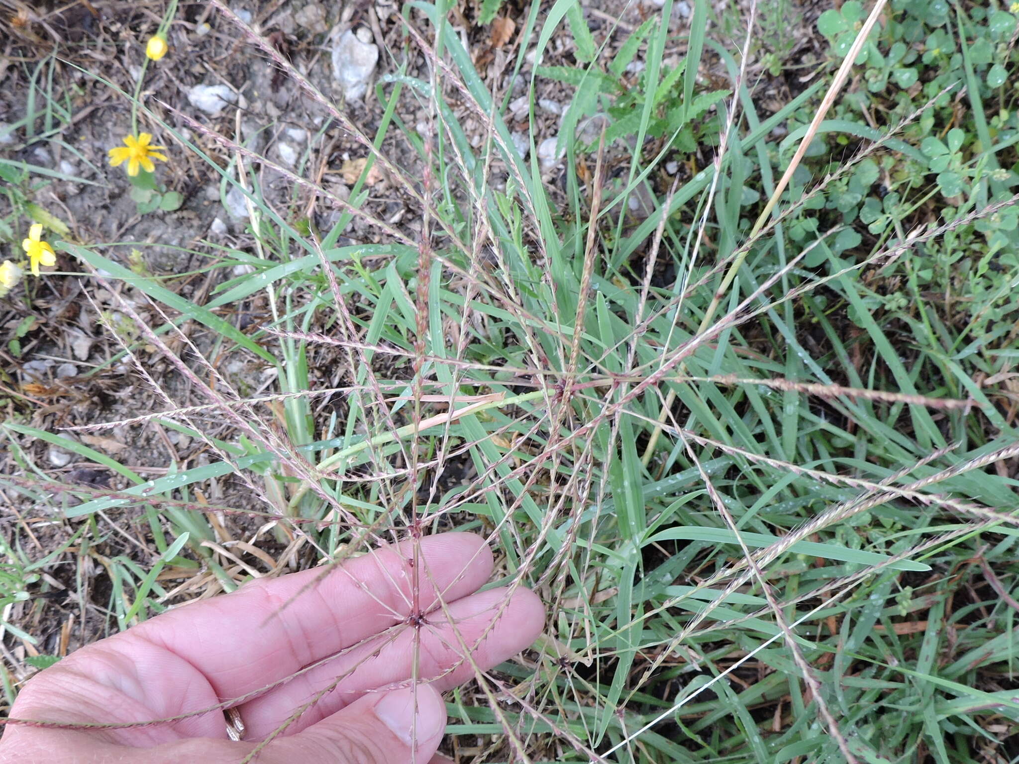 Plancia ëd Chloris verticillata Nutt.