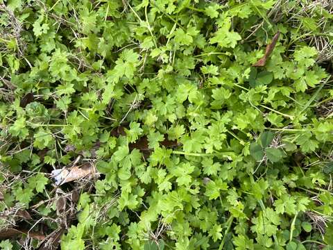 Imagem de Ranunculus platensis Spreng.