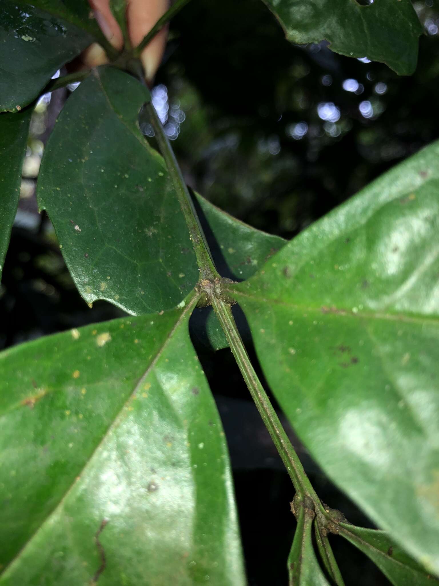 Image of Carnarvonia araliifolia F. Müll.