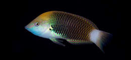 Image of Axil spot wrasse