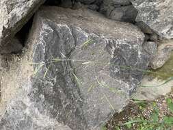 Image of Bromus sitchensis var. sitchensis