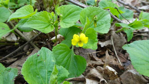 Sivun Viola pubescens var. scabriuscula Schwein. ex Torr. & A. Gray kuva