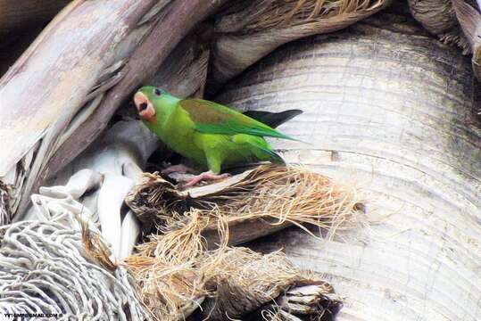 Image of Orange-chinned Parakeet