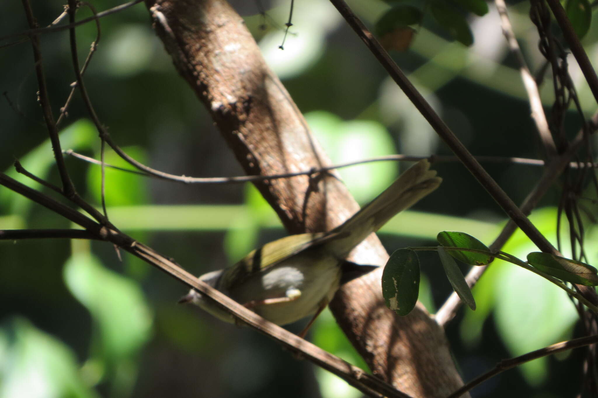 Basileuterus culicivorus hypoleucus Bonaparte 1850 resmi