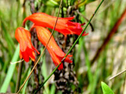 Image of Cyrtanthus staadensis Schönland