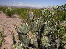 Image of pricklypear