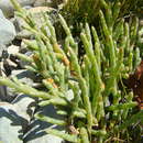 Image of Salicornia quinqueflora Bunge ex Ung.-Sternb.