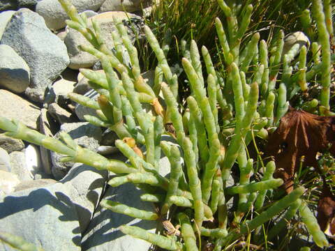 Salicornia quinqueflora Bunge ex Ung.-Sternb.的圖片