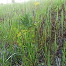 Слика од Lomatium triternatum var. brevifolium (Coult. & Rose) Mathias