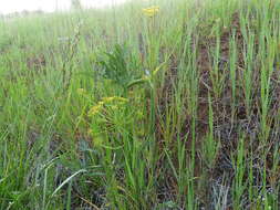 Imagem de Lomatium triternatum var. brevifolium (Coult. & Rose) Mathias