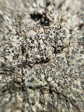 Image of rimmed lichen