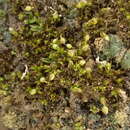 Plancia ëd Microbryum curvicollum