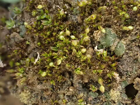 Plancia ëd Microbryum curvicollum