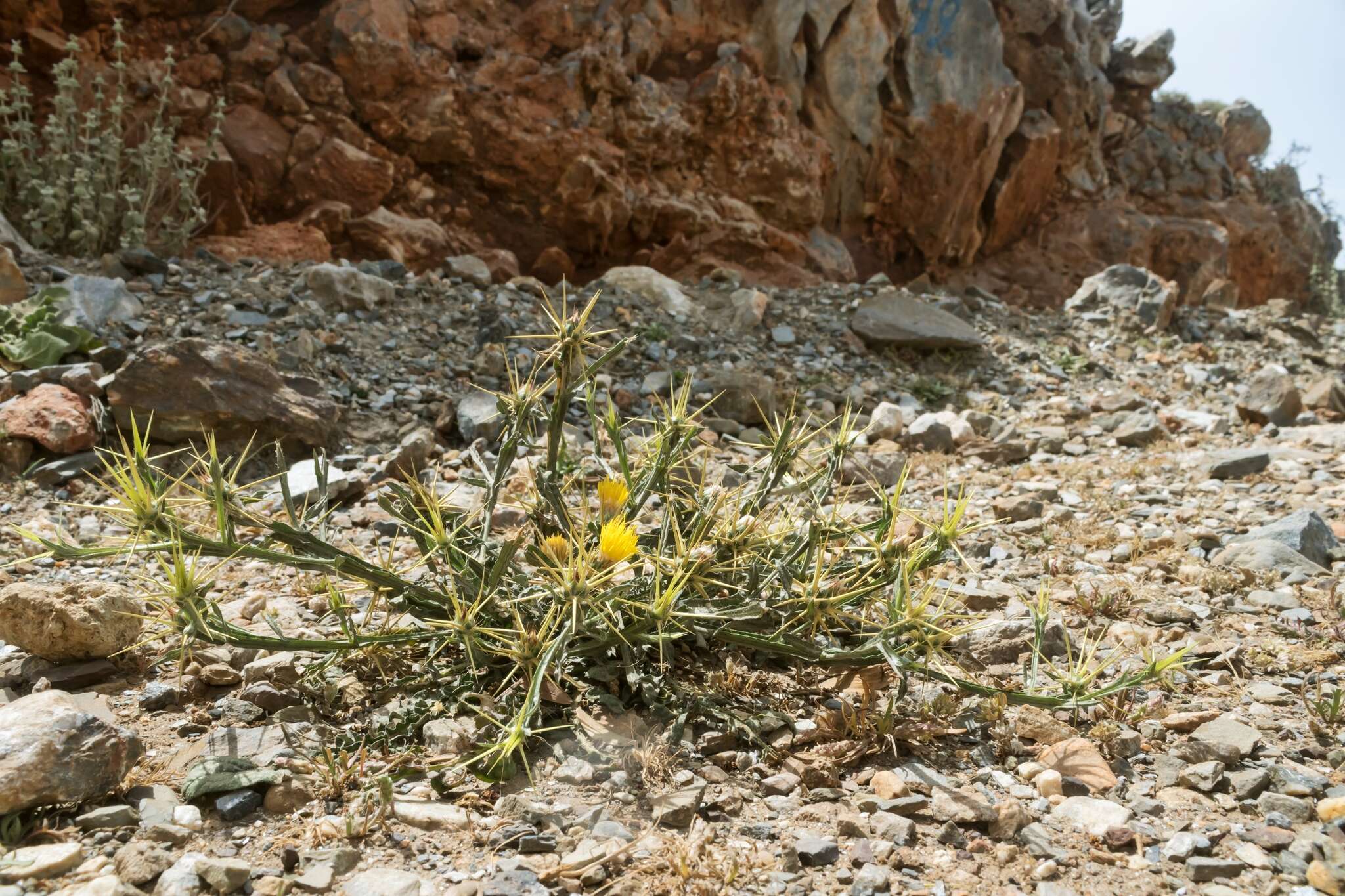 Image of Centaurea idaea Boiss. & Heldr.