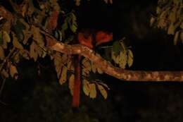 Image of Giant Flying Squirrels