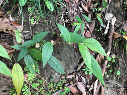 Image of Boehmeria zollingeriana var. podocarpa (W. T. Wang) W. T. Wang & C. J. Chen