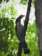 Image of Luzon Hornbill