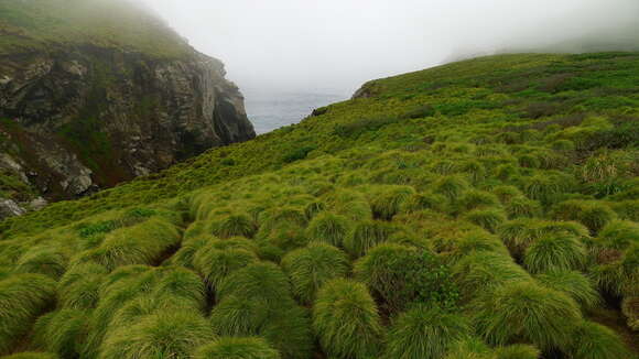 Image of Poa astonii Petrie