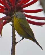 Image of Nashville Warbler