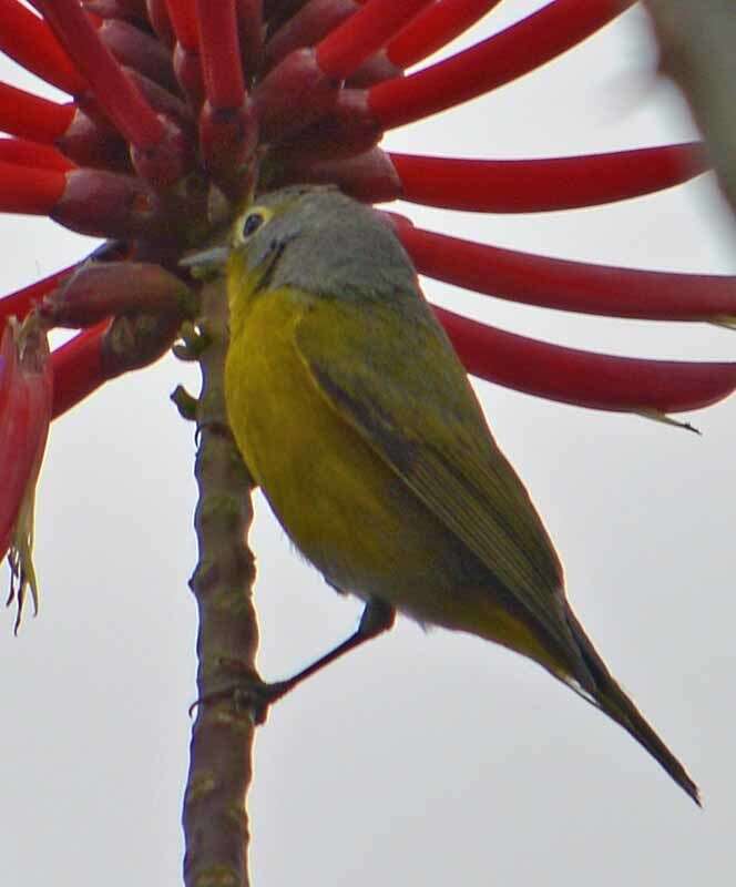 Image of Nashville Warbler