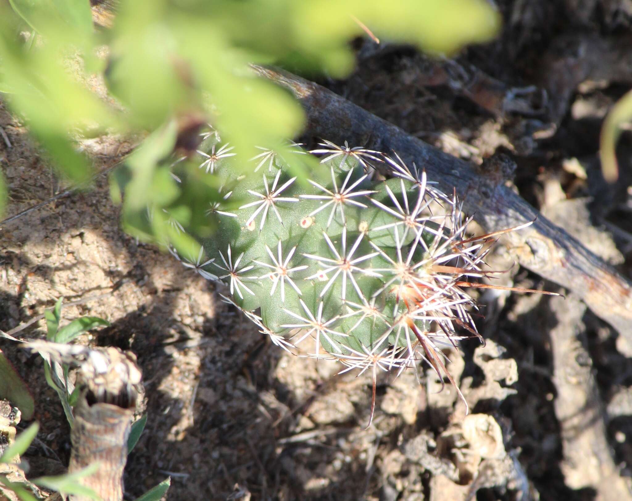 Image of Coryphantha clavata subsp. stipitata (Scheidw.) Dicht & A. Lüthy