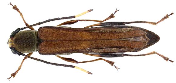 Image of <i>Thranius sumatrensis</i> Gahan 1907