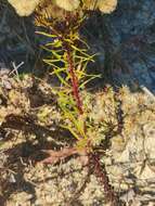 Image of <i>Chrysopsis <i>linearifolia</i></i> var. linearifolia