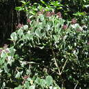 Image of Clerodendrum tracyanum (F. Muell.) Benth.