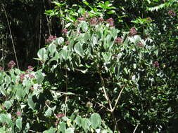 Imagem de Clerodendrum tracyanum (F. Muell.) Benth.