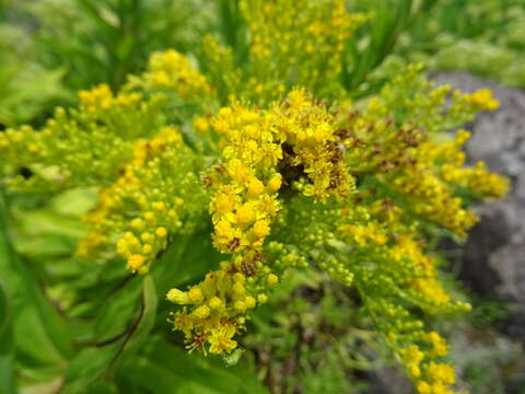 Image of Solidago azorica Hochst.