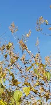 Image of Paulownia fortunei (Seem.) Hemsl.