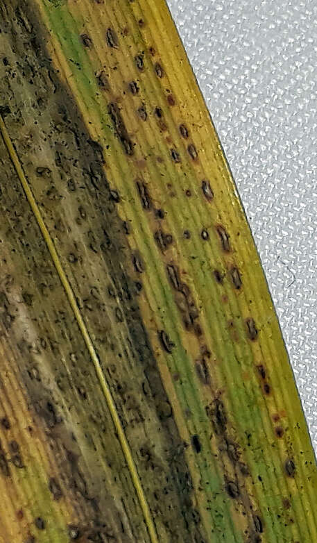 Image of Puccinia chathamica McKenzie 2008