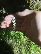 Image of Aletris spicata (Thunb.) Franch.