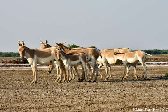 صورة Equus khur Lesson 1827