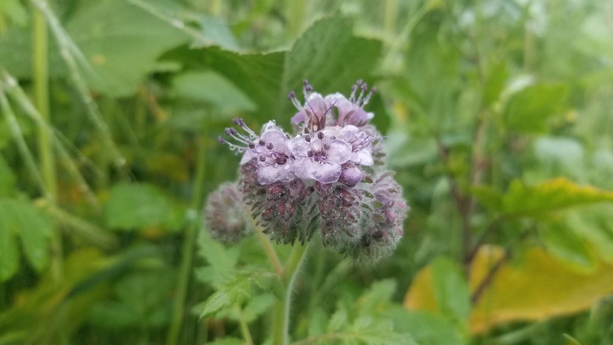 Phacelia hubbyi (J. F. Macbr.) Garrison的圖片