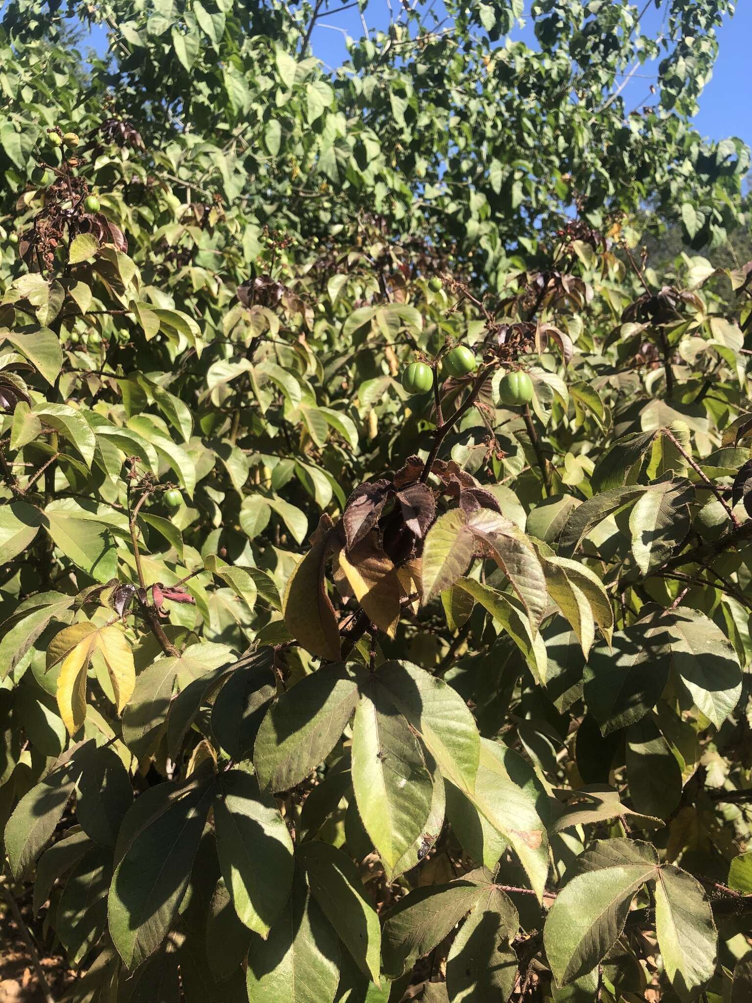 Imagem de Jatropha gossypiifolia var. gossypiifolia