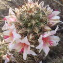 Image de Mammillaria thornberi Orcutt