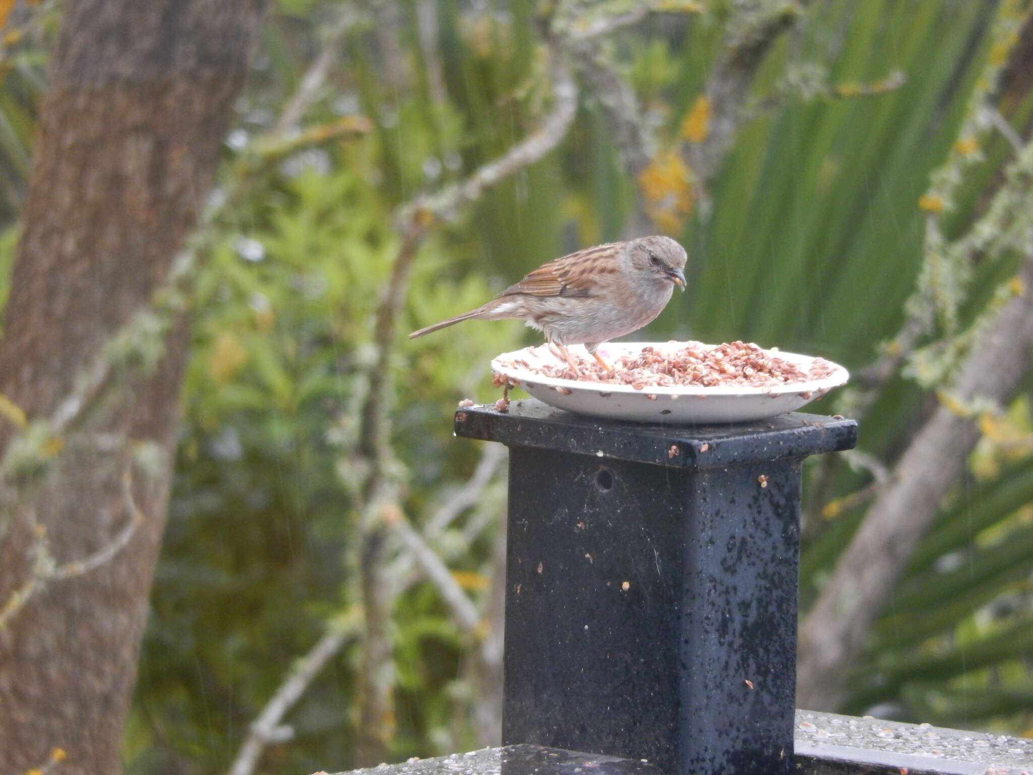 Image of Dunnock