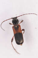 صورة Phymatodes dimidiatus (Kirby 1837)