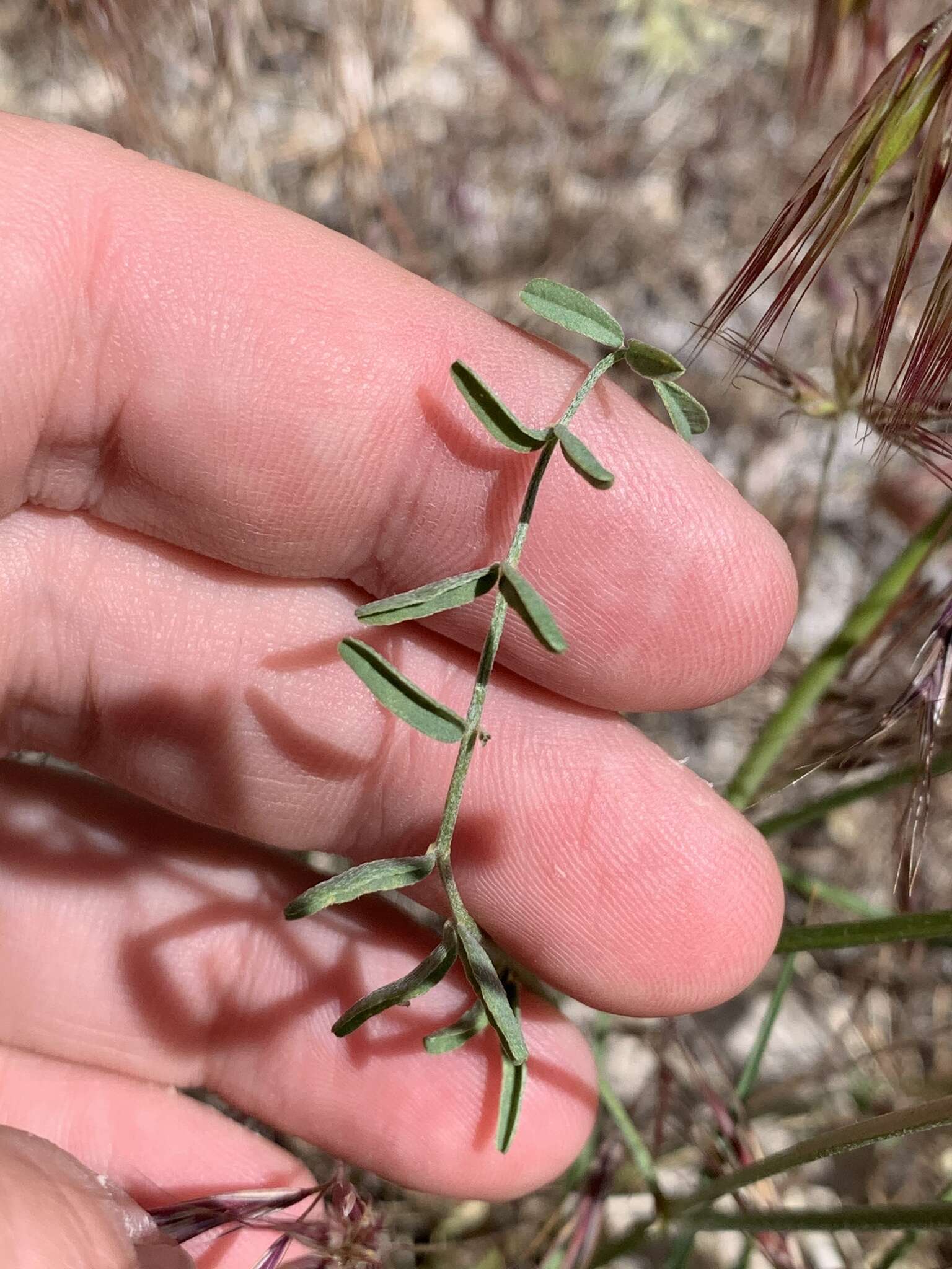 Image of Spring Mountain milkvetch