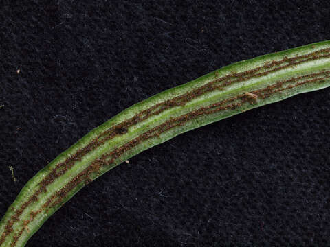 Image of narrow lineleaf fern